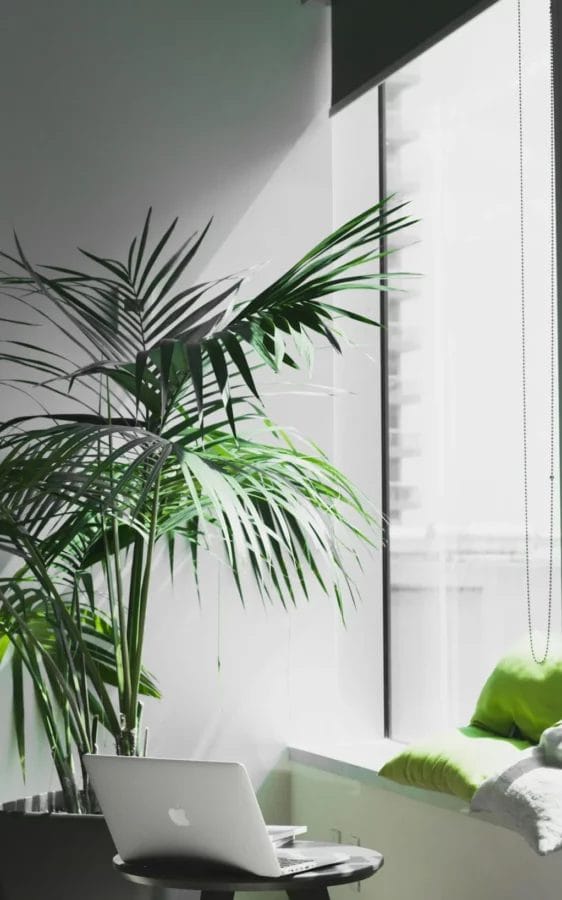 mac-book-pro-near-potted-plant